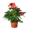 Anthurium 'Red' - Image 8