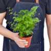 Maidenhair Fern - Image 2
