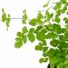 Maidenhair Fern - Image 3