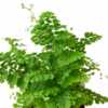 Maidenhair Fern - Image 4