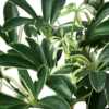 Schefflera Moonlight 'Umbrella Plant' - Image 2