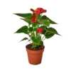 Anthurium 'Red' - Image 4