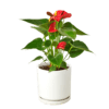 Anthurium 'Red' - Image 11