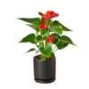 Anthurium 'Red' - Image 3