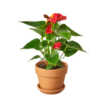 Anthurium 'Red' - Image 6