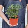 Schefflera Moonlight 'Umbrella Plant' - Image 3