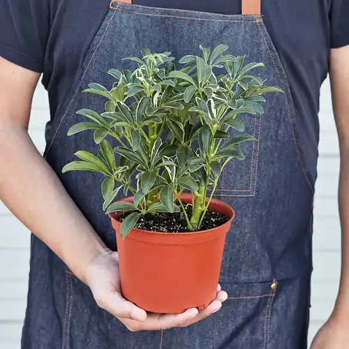 Schefflera Moonlight 'Umbrella Plant' - Image 3