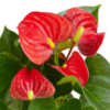Anthurium 'Red' - Image 10