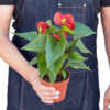 Anthurium 'Red' - Image 9