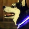 LED Light Up Dog Collar - Image 2