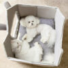 Removable Roof Plush Pet House - Image 2