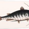 Cat Fish