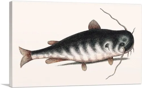 catesb10_p0mddl0ggl51vvas.jpg Cat Fish