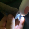 Pet Nail Scissors LED Cat Nail Clipper Trimmer - Image 5